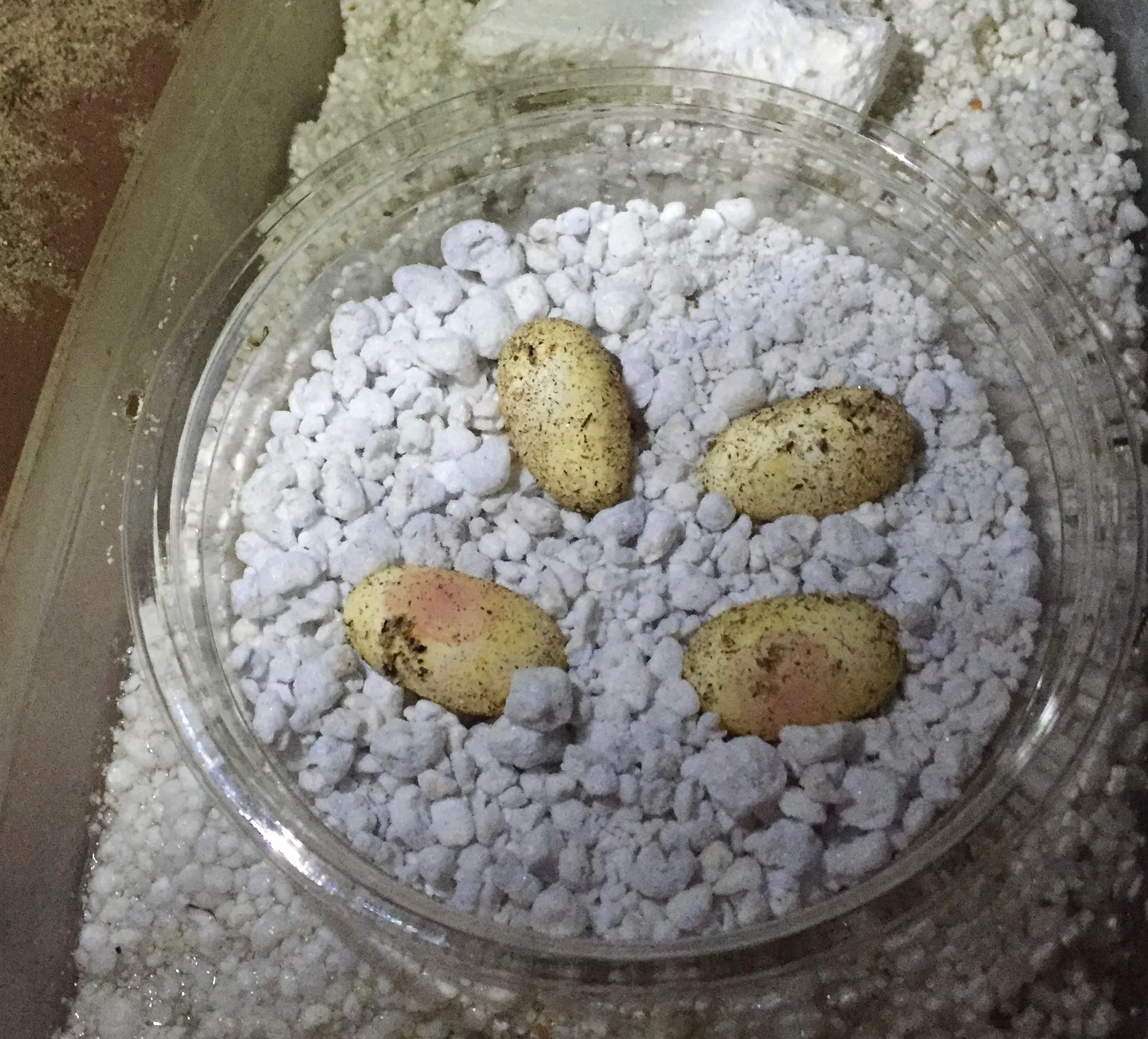 Hatching Uromastyx Thomasi and Baja Collared Lizard Eggs! — Arids Only