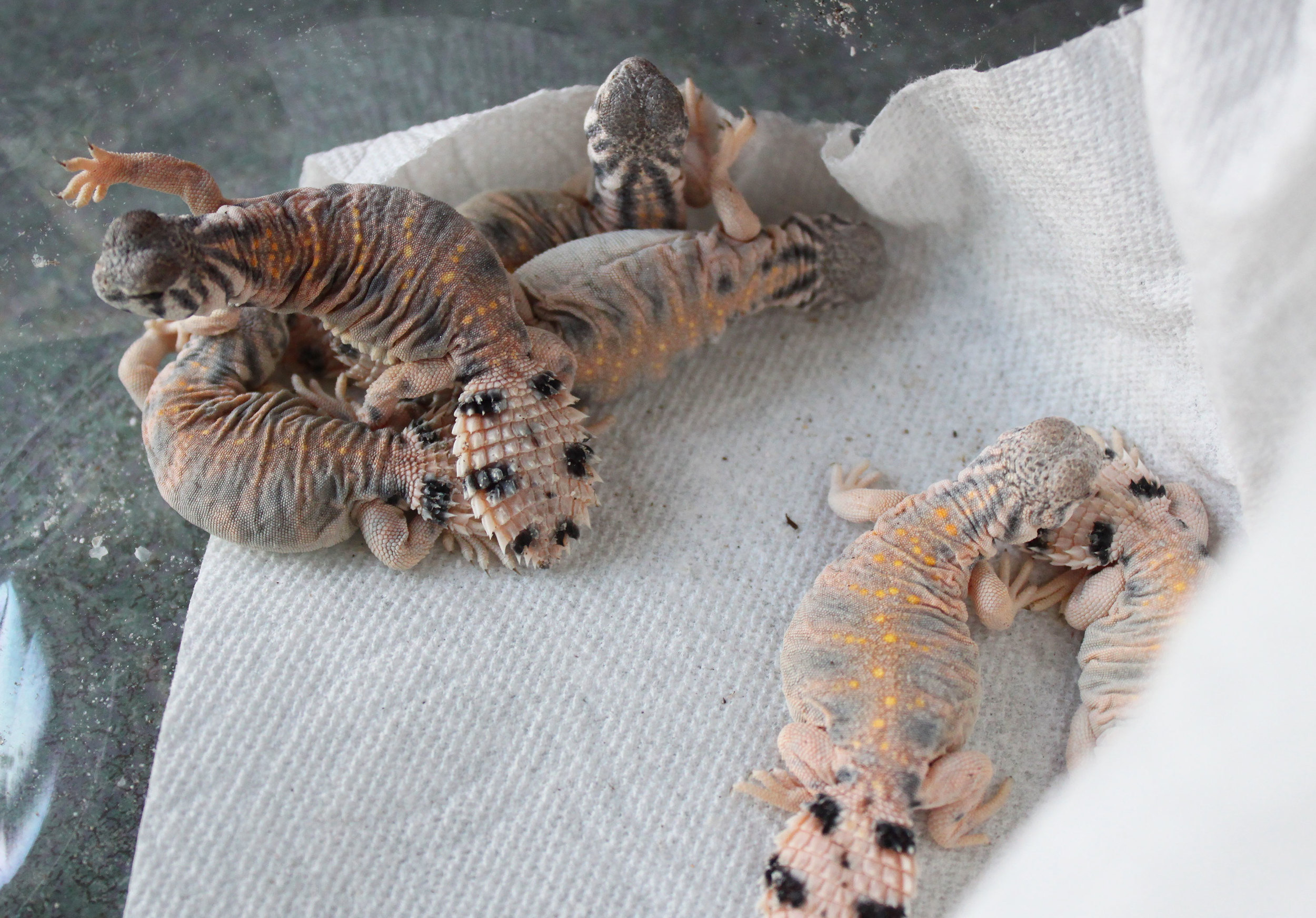 Hatching Uromastyx Thomasi and Baja Collared Lizard Eggs! — Arids Only
