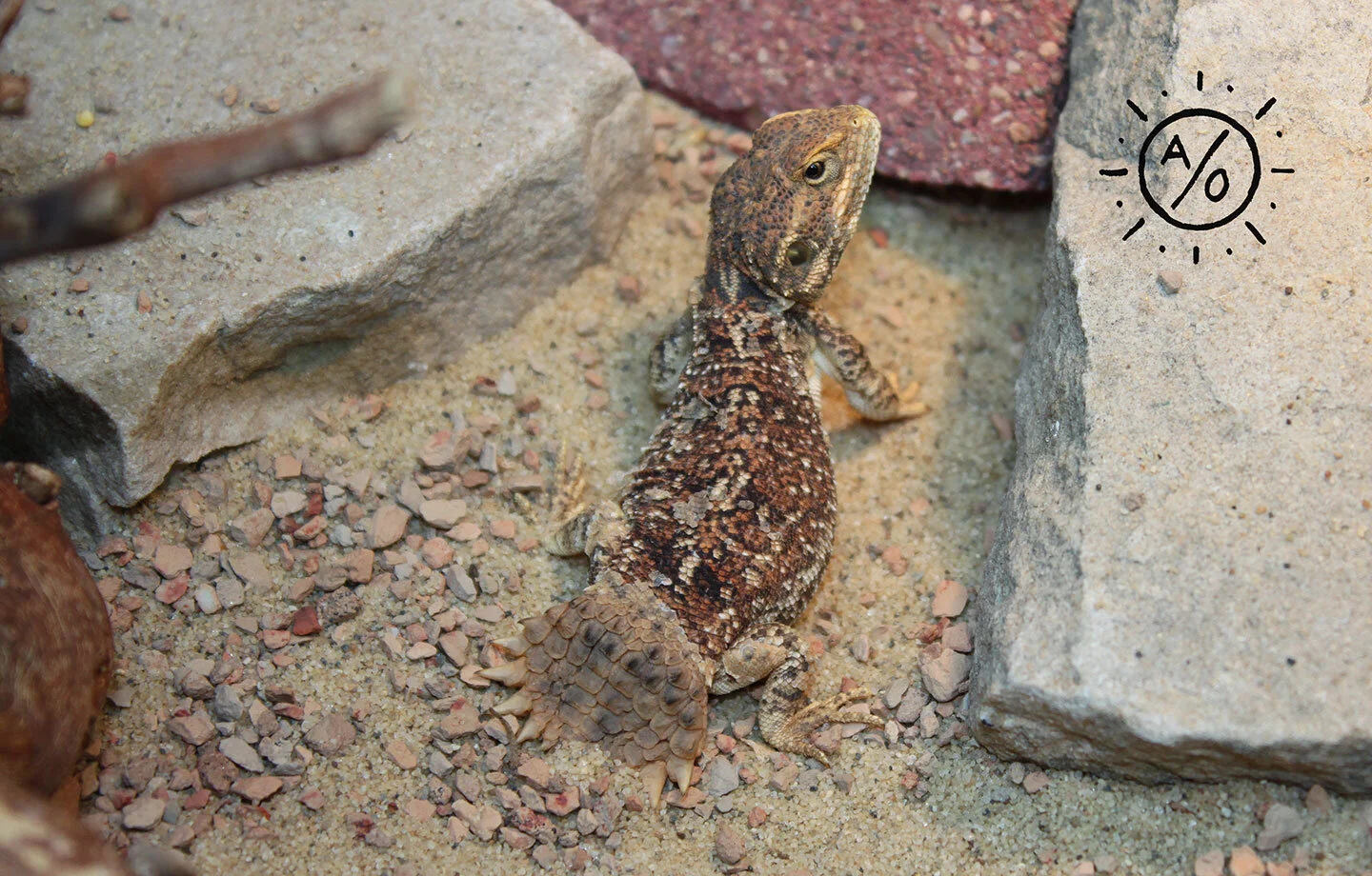 Female Xenagama taylori