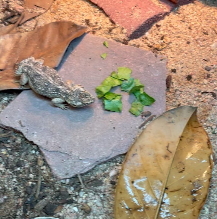 Some Xenagama taylori stuff. A clutch of babies began hatching today. It&rsquo;s funny to think back on the first time I kept Xenagama back in college, I wasn&rsquo;t able to convince them to breed, regretting selling them, getting them again about 7