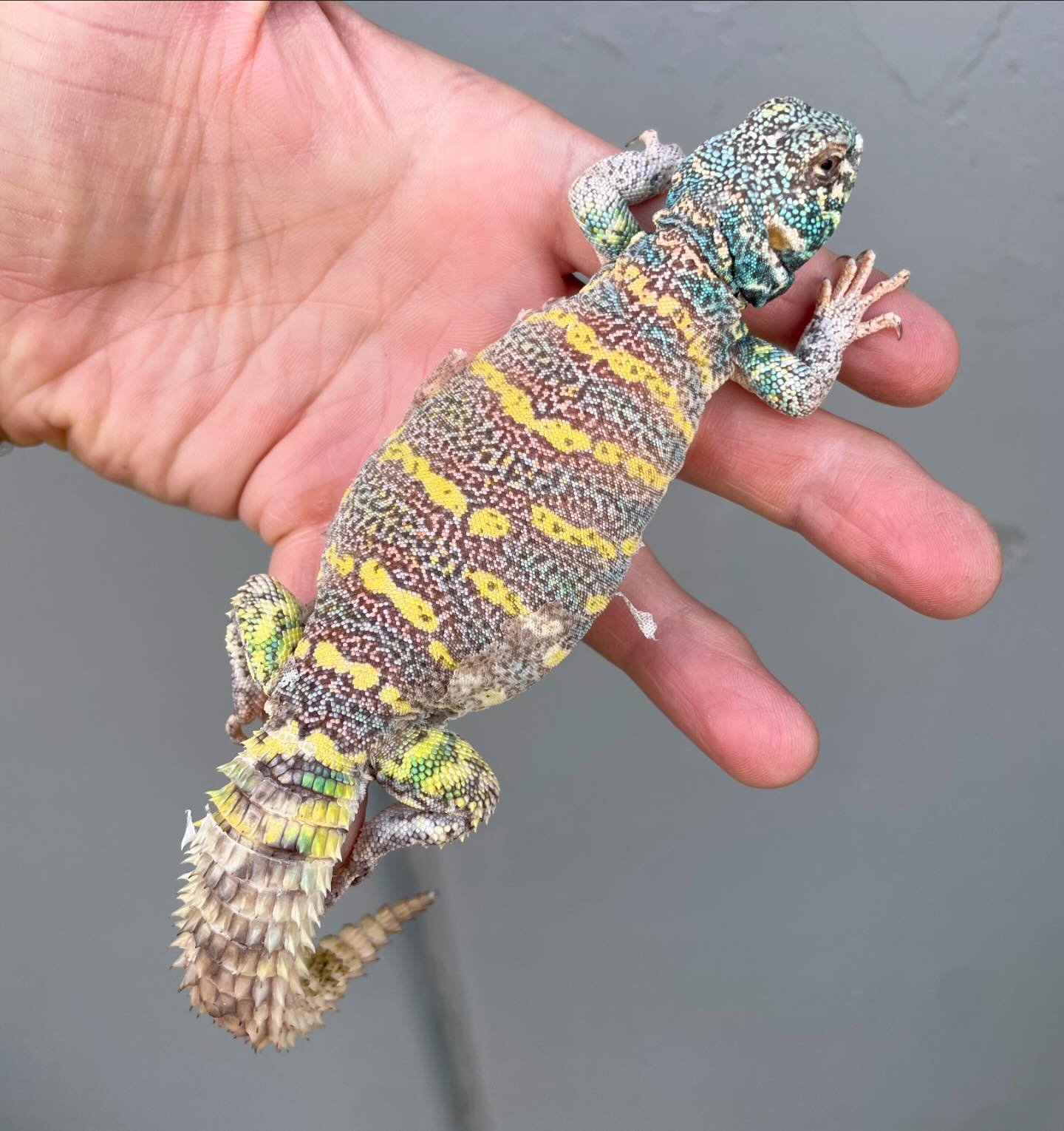 Uromastyx Ornata siblings. One of the things I love about this species is how variable they can be. Watching each one grow is like a surprise, you never know exactly what you&rsquo;re going to see until they are fully grown. #aridsonly #lizards #liza