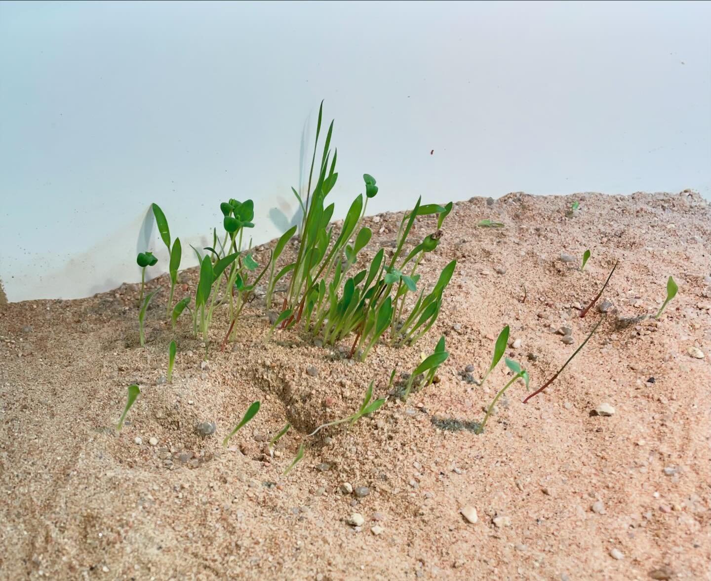 I do not have a green thumb at all, but I&rsquo;ve been letting some millet and finch seeds sprout in a couple enclosures. For the Sandfish, these sprouts provide structure under which to burrow in their @exoterrausa Stone Desert and mixed bedding. F