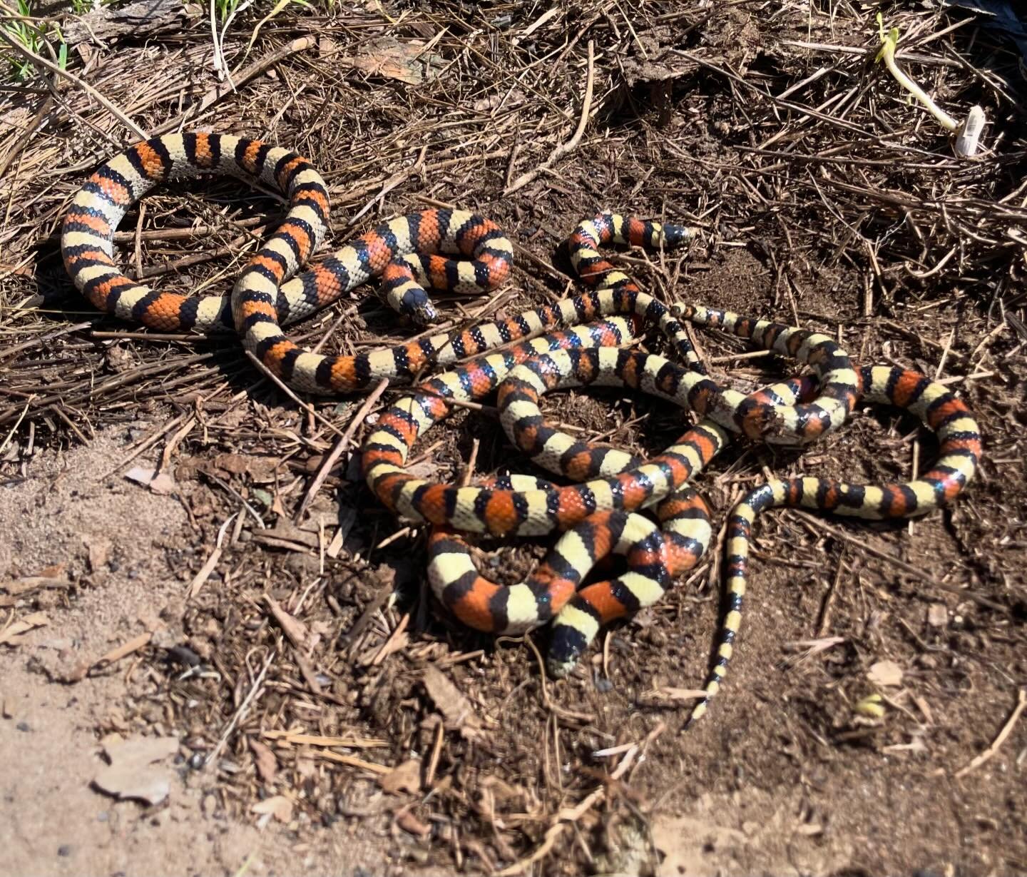 Very nice stuff out and about! #aridsonly #snakes #lizards #turtles #boxturtles #snakesofinstagram #reptiles #reptilesofinstagram #herping #fieldherping #herpetoculture