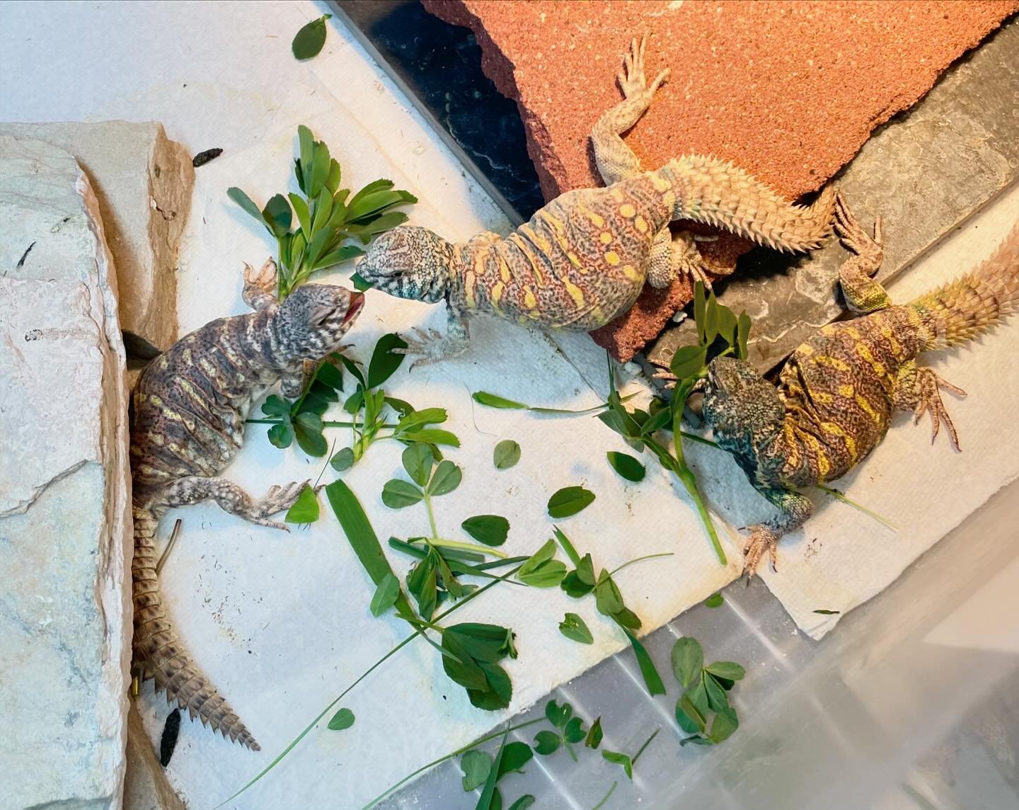 It&rsquo;s the tiiiiiiiime of the season&hellip;.😂 The best time of year is when my animals can get wild foods. #aridsonly #lizards #lizardsofinstagram #reptiles #reptilesofinstagram #xenagama #xenagamataylori #xenagamaofinstagram #uromastyx #uromas