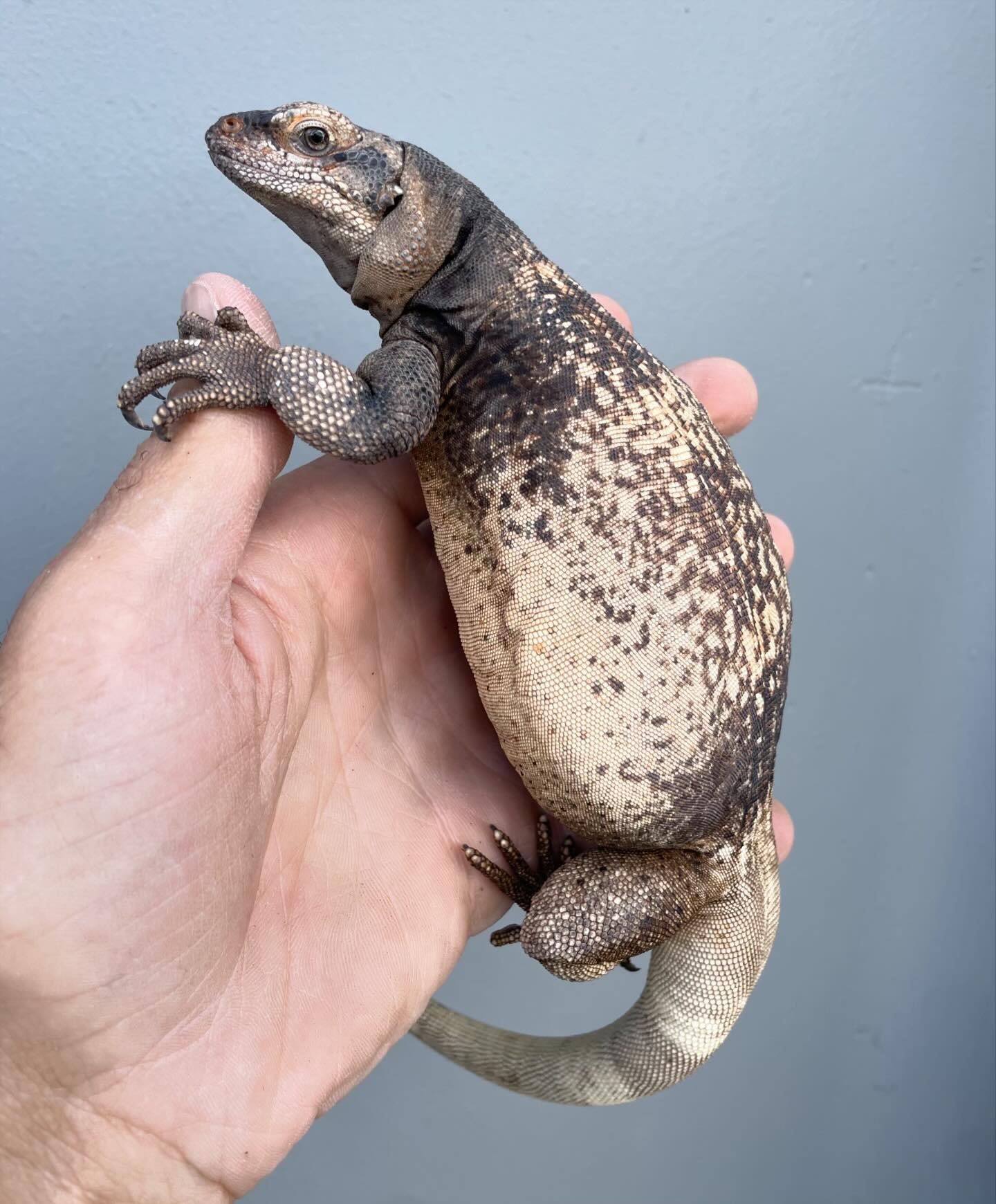 Mother and daughter Granite Chuckwallas. #aridsonly #lizards #lizardsofinstagram #reptiles #reptilesofinstagram #sauromalus #sauromalusofinstagram #sauromalusater #herpetoculture