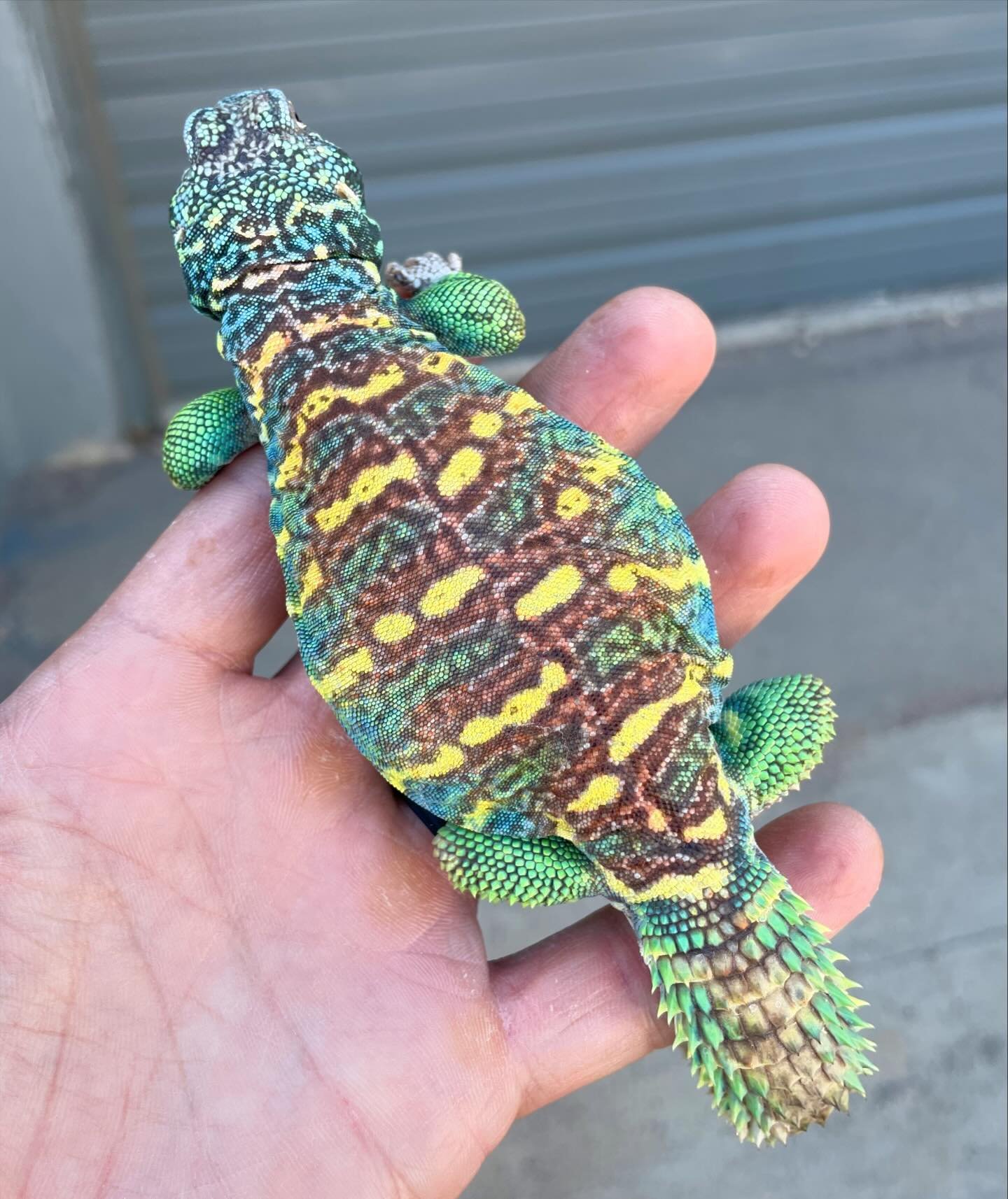 Uromastyx Ornata. All the ones pictured hatched from May-August 2023. All are males. Many are brothers or half brothers. The first animal is a 4th generation CB here at my shop. #aridsonly #lizards #lizardsofinstagram #reptiles #reptilesofinstagram #