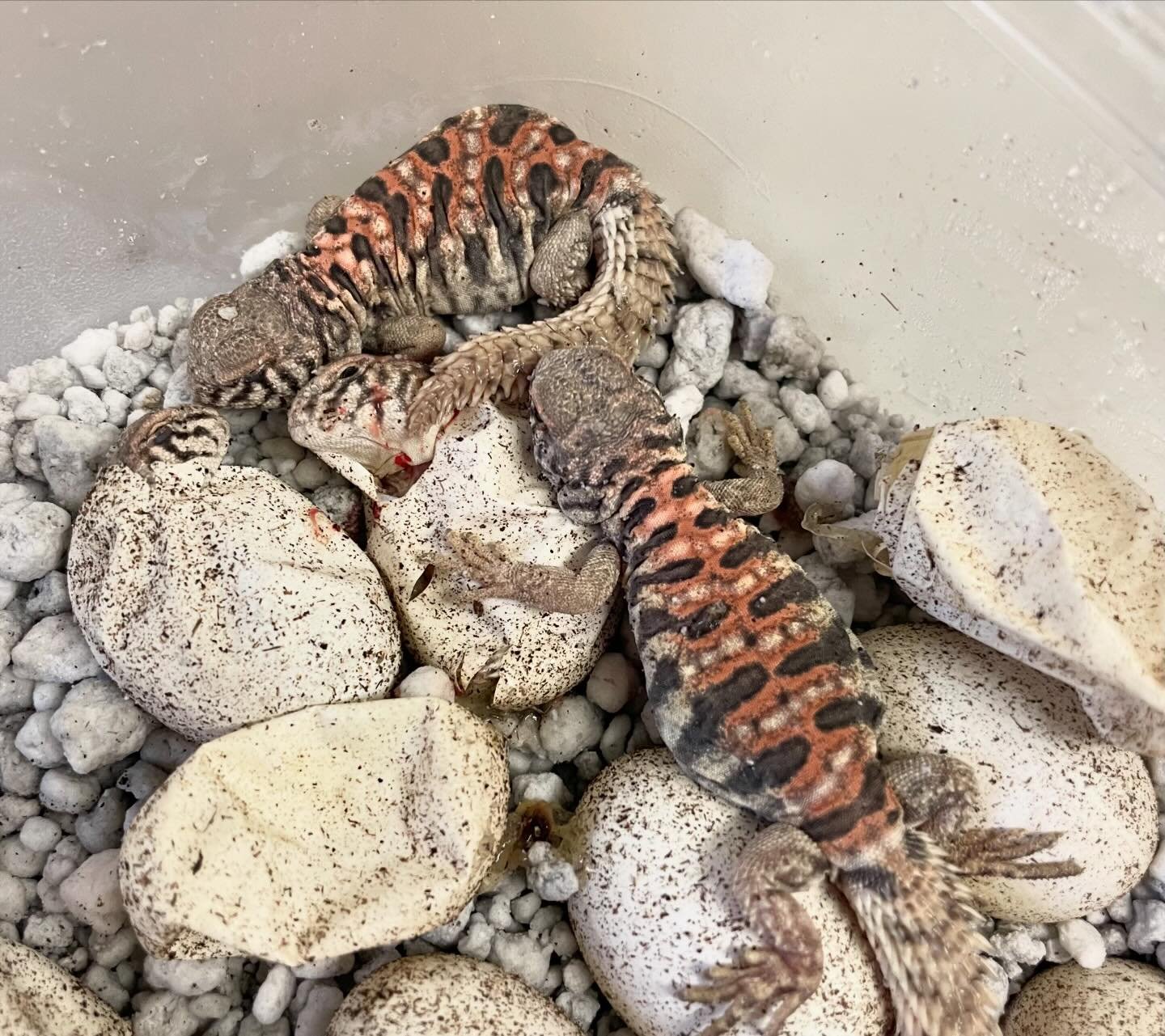 The first clutch of Uromastyx for 2024 have started hatching. #aridsonly #lizards #lizardsofinstagram #reptiles #reptilesofinstagram #uromastyx #uromastyxofinstagram #uromastyxornata #ornateuromastyx #herpetoculture