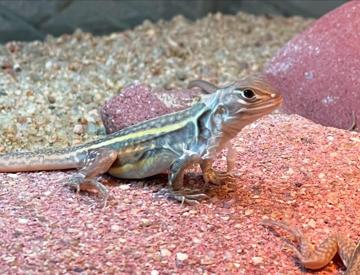 The baby Butterfly Agamas are really starting to gain momentum in their appetite. The scarf everything that moves and they also enjoy dandelion petals. #aridsonly #lizards #lizardsofinstagram #reptiles #reptilesofinstagram #leiolepis #leiolepisrubrit