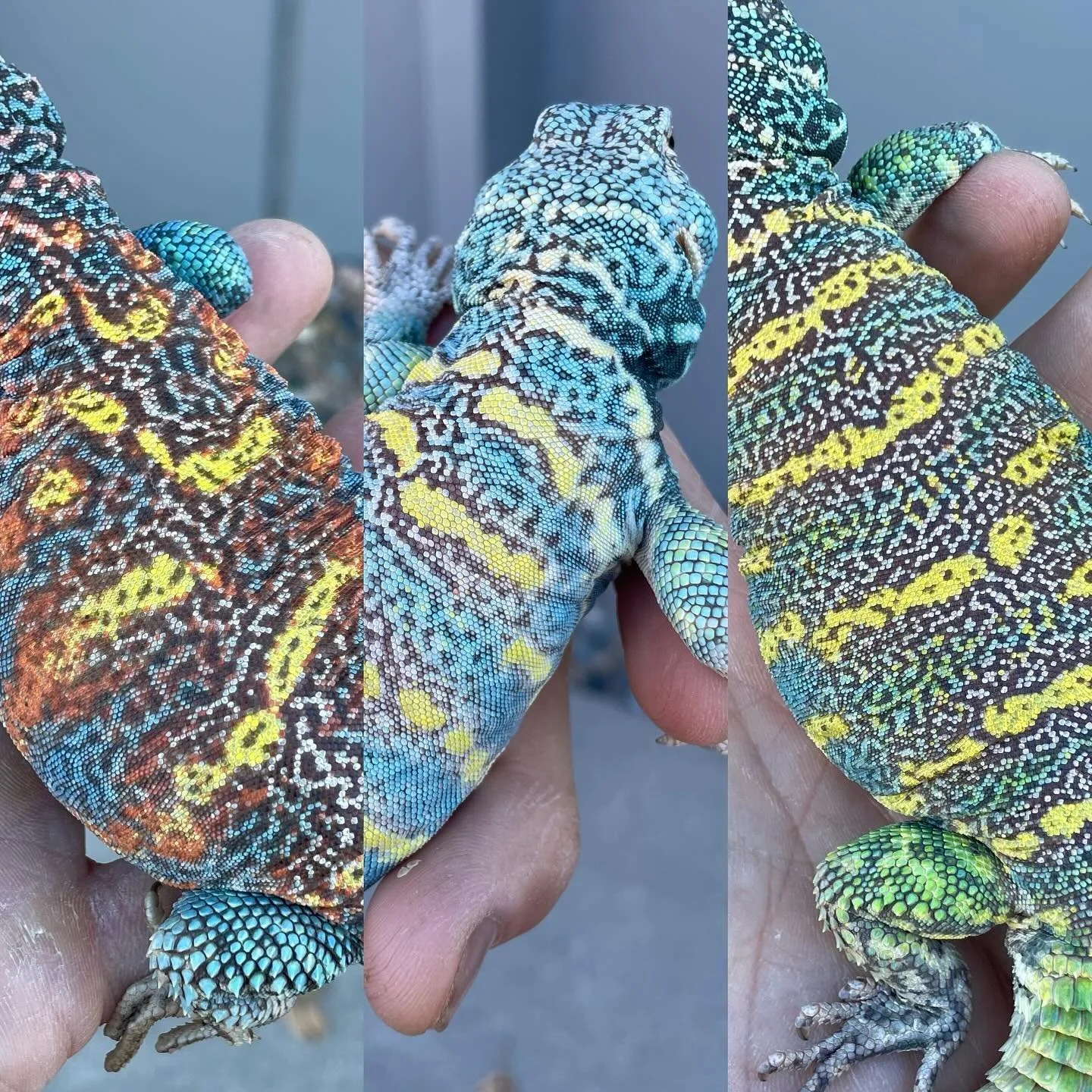 Some of the lovely variety in Ornate Uromastyx, these are still just barely a year old(minus 1 that&rsquo;s 3 months old). This small spread still doesn&rsquo;t come close to covering the variety of color combos they can display. #aridsonly #lizards 