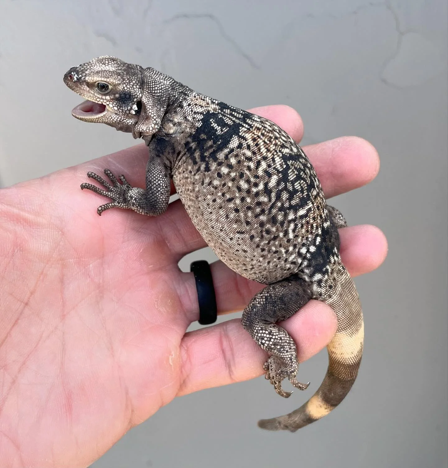 A cranky young male Chuckwalla. This is a stage at which male Chuckwallas start to distinguish themselves from females. You can see in the second image the black hips and legs developing along with his pronounced femoral pores. In the first pic, whil