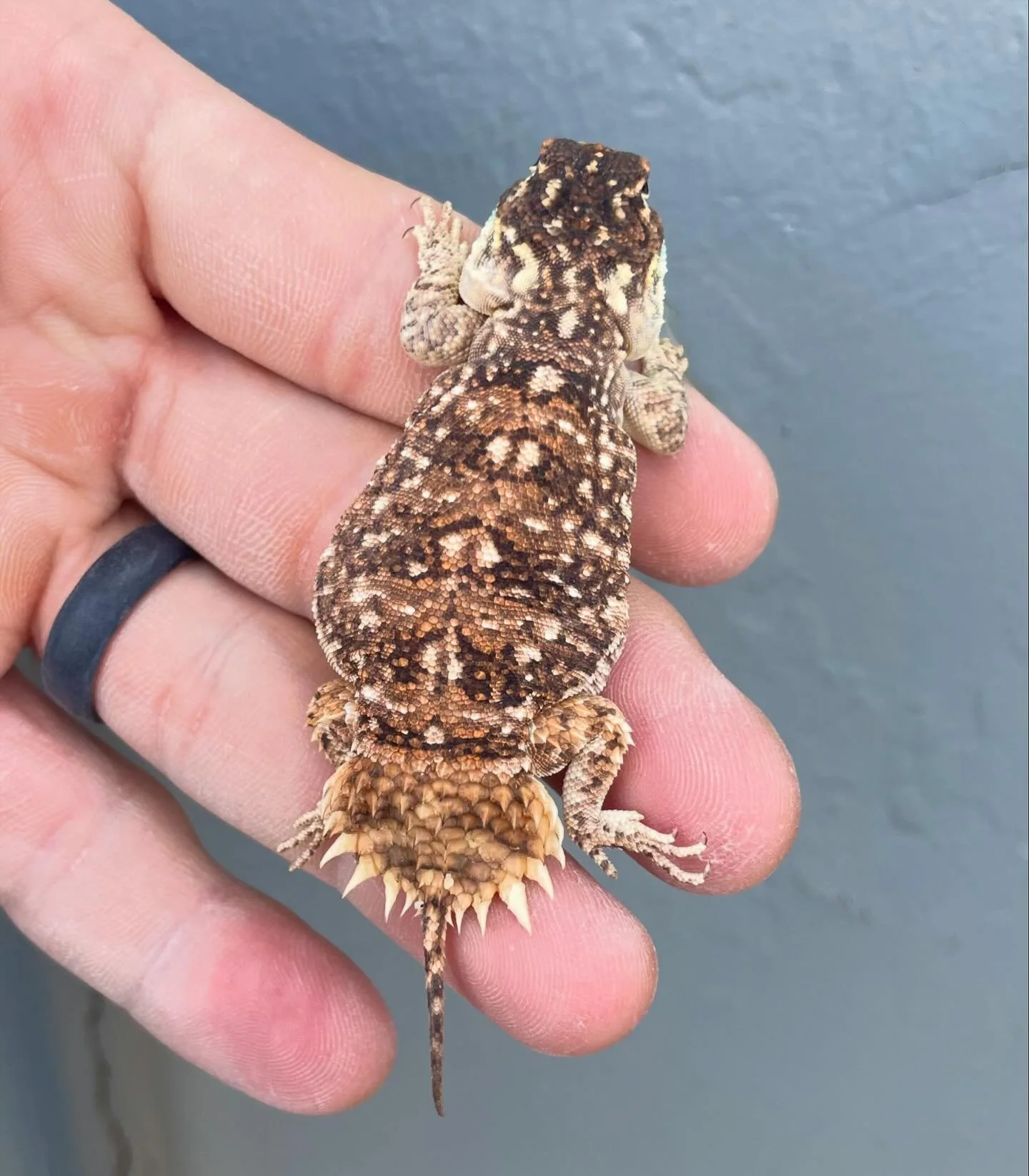 Xenagama taylori sub adult female hatched here late 2023. Love these little lizards. #aridsonly #lizards #lizardsofinstagram #reptiles #reptilesofinstagram #xenagama #xenagamataylori #shieldtailedagamas #herpetoculture