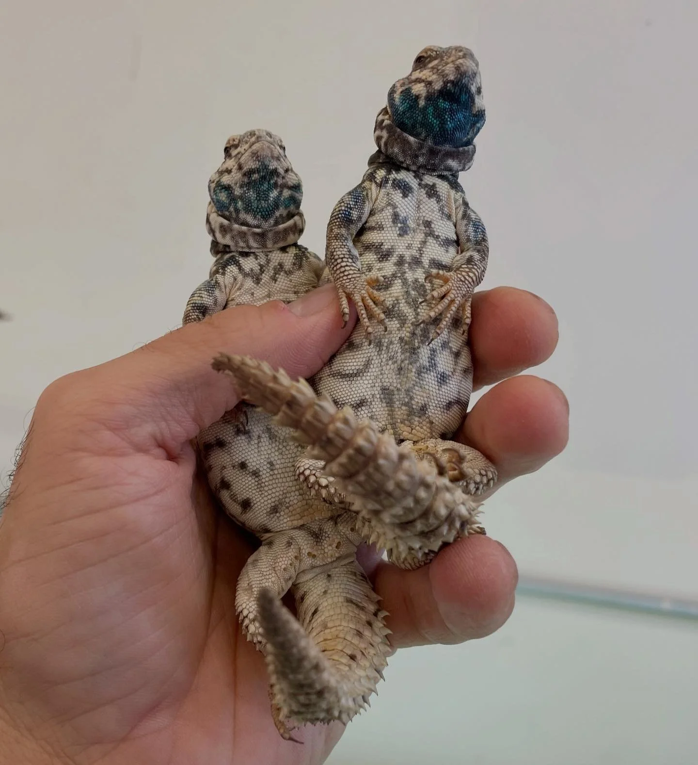 The classic &ldquo;Color Creep&rdquo; on young male Ornate Uromastyx begins! Each animal is unique as is their specific progression. It&rsquo;s a joy to watch. #aridsonly #lizards #lizardsofinstagram #reptiles #reptilesofinstagram #uromastyx #uromast