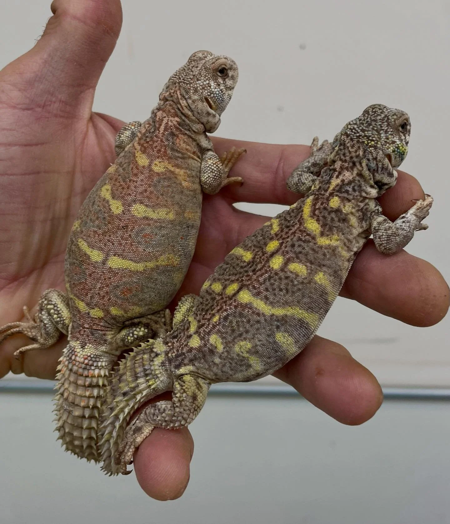 A fun example of the strange variety in Ornate Uromastyx as it becomes noticeable, usually around the 5-6 month mark (but not alwatys). These 2 are clutchmates yet are going in 2 different directions. On the left is a young female developing some sup