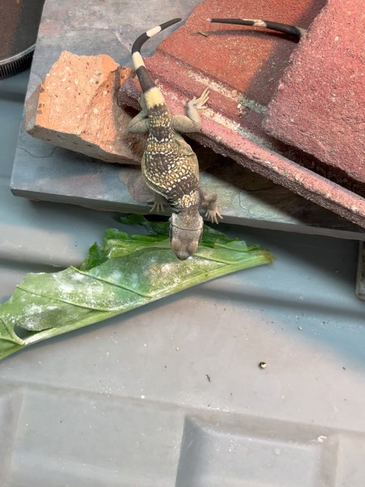 Hatchling Chuckwallas chomping on Turnip Greens. #aridsonly #lizards #lizardsofinstagram #reptiles #reptilesofinstagram #sauromalus #sauromalusater #chuckwallas #chuckwallasofinstagram #herpetoculture