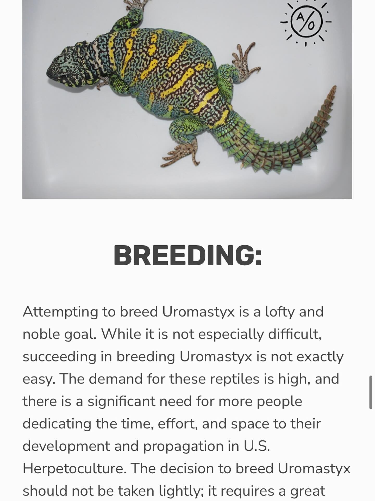 I&rsquo;ve posted my updated care guide (3rd edition) to my website and in this edition I&rsquo;ve added a section on breeding! This will accompany my as yet unfinished series on breeding Uromastyx on YouTube. Find the link in my bio, if you value th