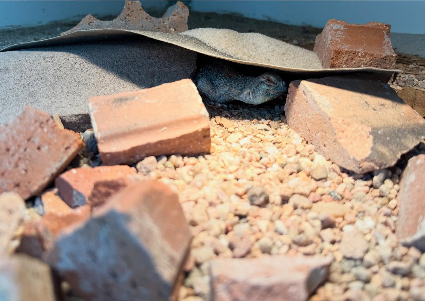 Sunday Maintenance Vibes 🙏🏾 #aridsonly #lizards #lizardsofinstagram #reptiles #reptilesofinstagram #uromastyx #xenagama #uromastyxofinstagram #xenagamaofinstagram #shieldtailedagamas #herpetoculture #ctenosaura #ctenosauraconspicuosa #spinytailedig