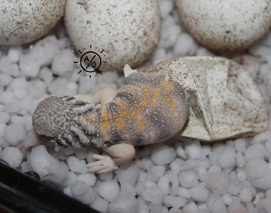 The surreal beauty of hatching Uromastyx Thomasi baffles me every time I see it. #aridsonly #lizards #lizardsofinstagram #reptiles #reptilesofinstagram #uromastyx #uromastyxofinstagram #omaniuromastyx #uromastyxthomasi #herpetoculture