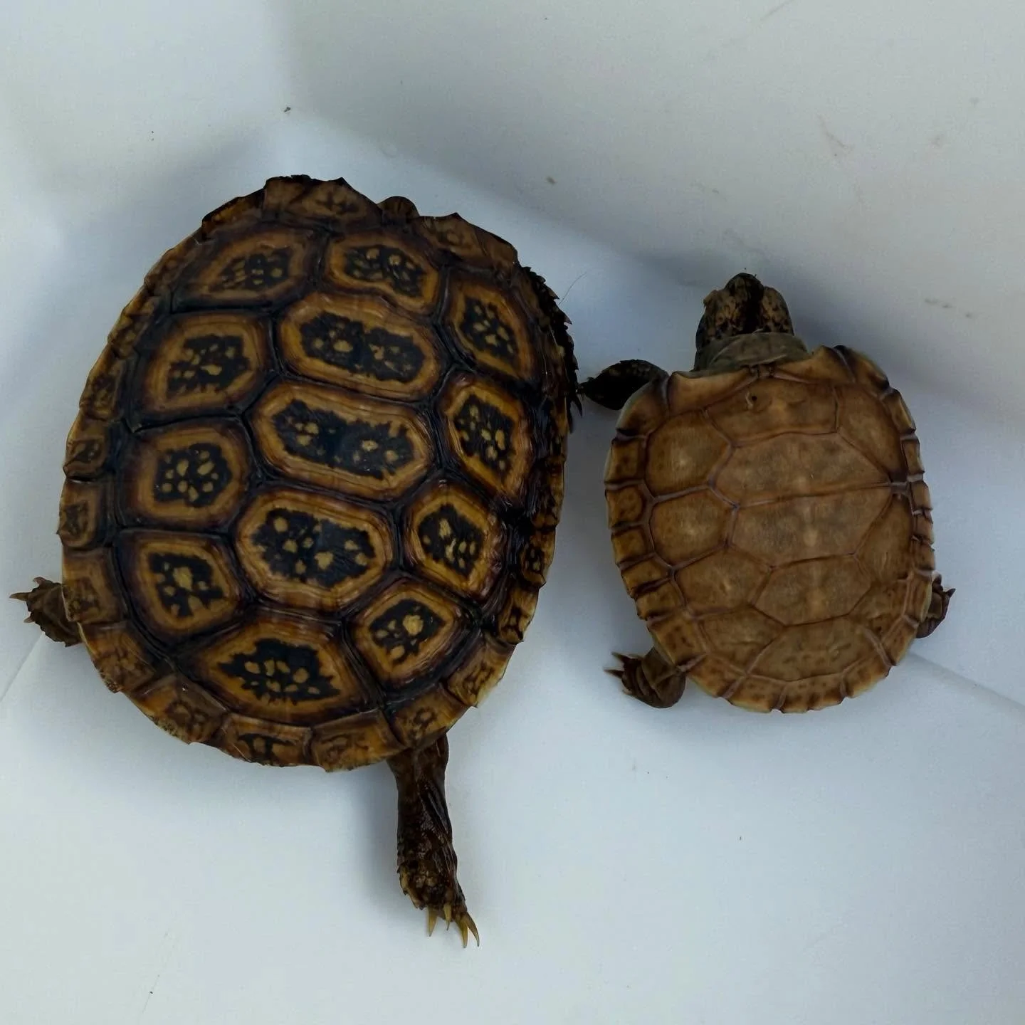 CB Speks Hingeback Tortoises. The animal on the left hatched in May, the right hatched a couple weeks ago. The only 2 tortoises I&rsquo;ve ever hatched. I&rsquo;m so proud of these little dorks. #aridsonly #tortoises #tortoisesofinstagram #reptiles #