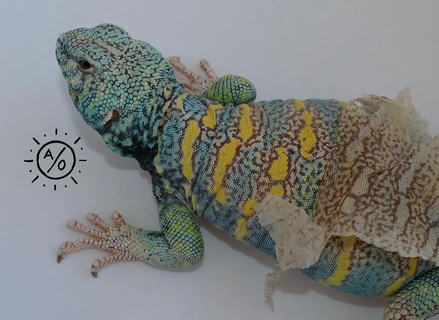 F3 Male Ornate Uromastyx going through a shed. #aridsonly #lizards #lizardsofinstagram #reptiles #reptilesofinstagram #uromastyx #uromastyxofinstagram #ornateuromastyx #uromastyxornata #herpetoculture