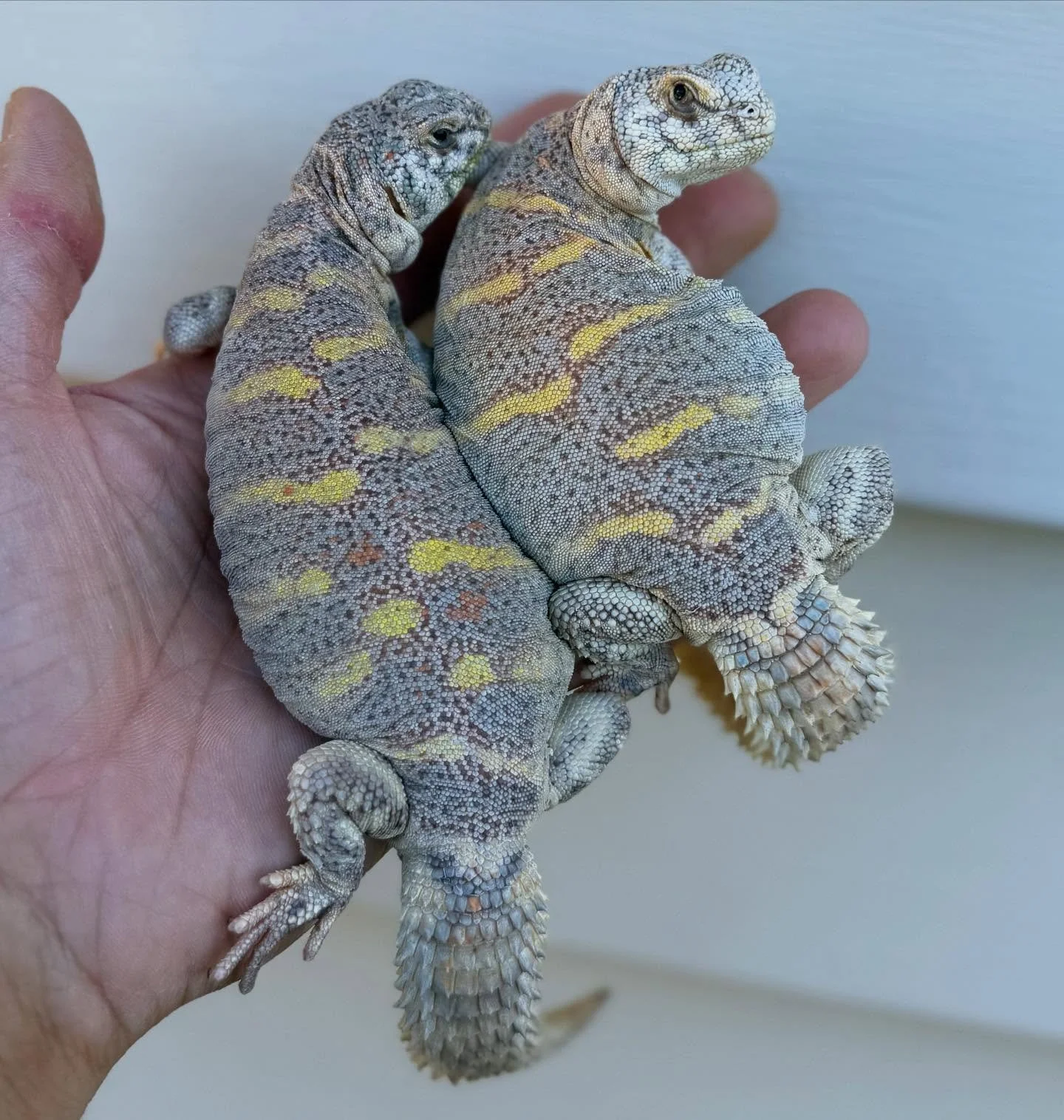Sub Adult female Ornate Uromastyx. Many CB females will start to develop some coloration right around this size. #aridsonly #lizards #lizardsofinstagram #reptiles #reptilesofinstagram #uromastyx #uromastyxofinstagram #uromastyxornata #ornateuromastyx