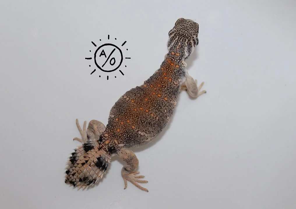 Some variations in juvenile U. Thomasi that hatched this season. The first one is just barely at the size when some hints of adult color becomes visible. #aridsonly #lizards #lizardsofinstagram #reptiles #reptilesofinstagram #uromastyx #uromastyxofin