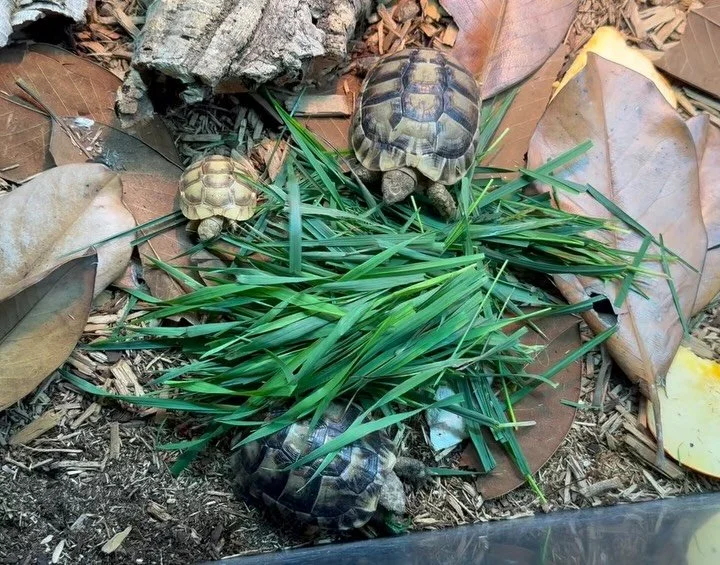 Tortoises and Uromastyx eating grass clippings. #aridsonly #lizards #lizardsofinstagram #reptiles #reptilesofinstagram #tortoises #tortoisesofinstagram #uromastyx #uromastyxofinstagram #herpetoculture