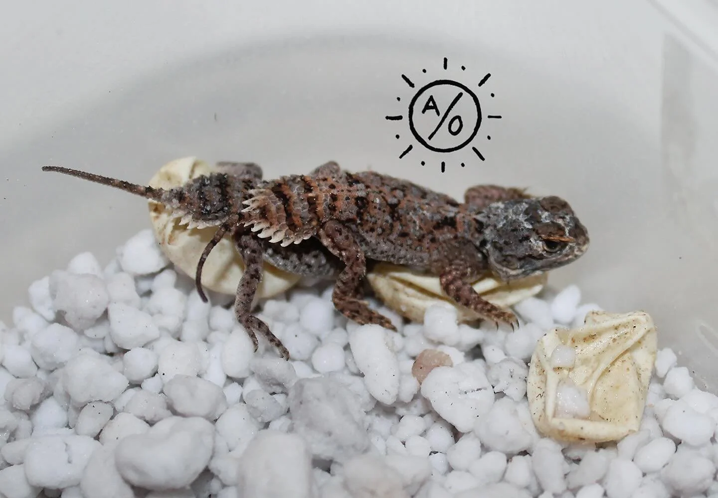 A small clutch of Xenagama Taylori hatched this week, the last eggs of 2025. #aridsonly #lizards #lizardsofinstagram #reptiles #reptilesofinstagram #xenagama #xenagamataylori #herpetoculture