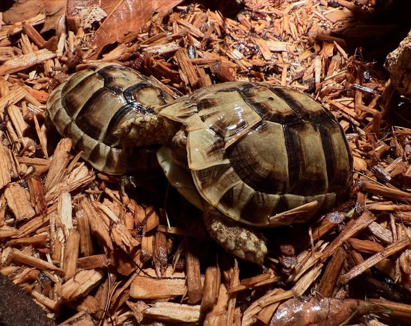 My Moroccan Greeks as they wind down for the end of the day. #aridsonly #tortoises #tortoisesofinstagram #reptiles #reptilesofinstagram #greektortoises #moroccangreektortoise #testudo #graeca #morakkensis #herpetoculture