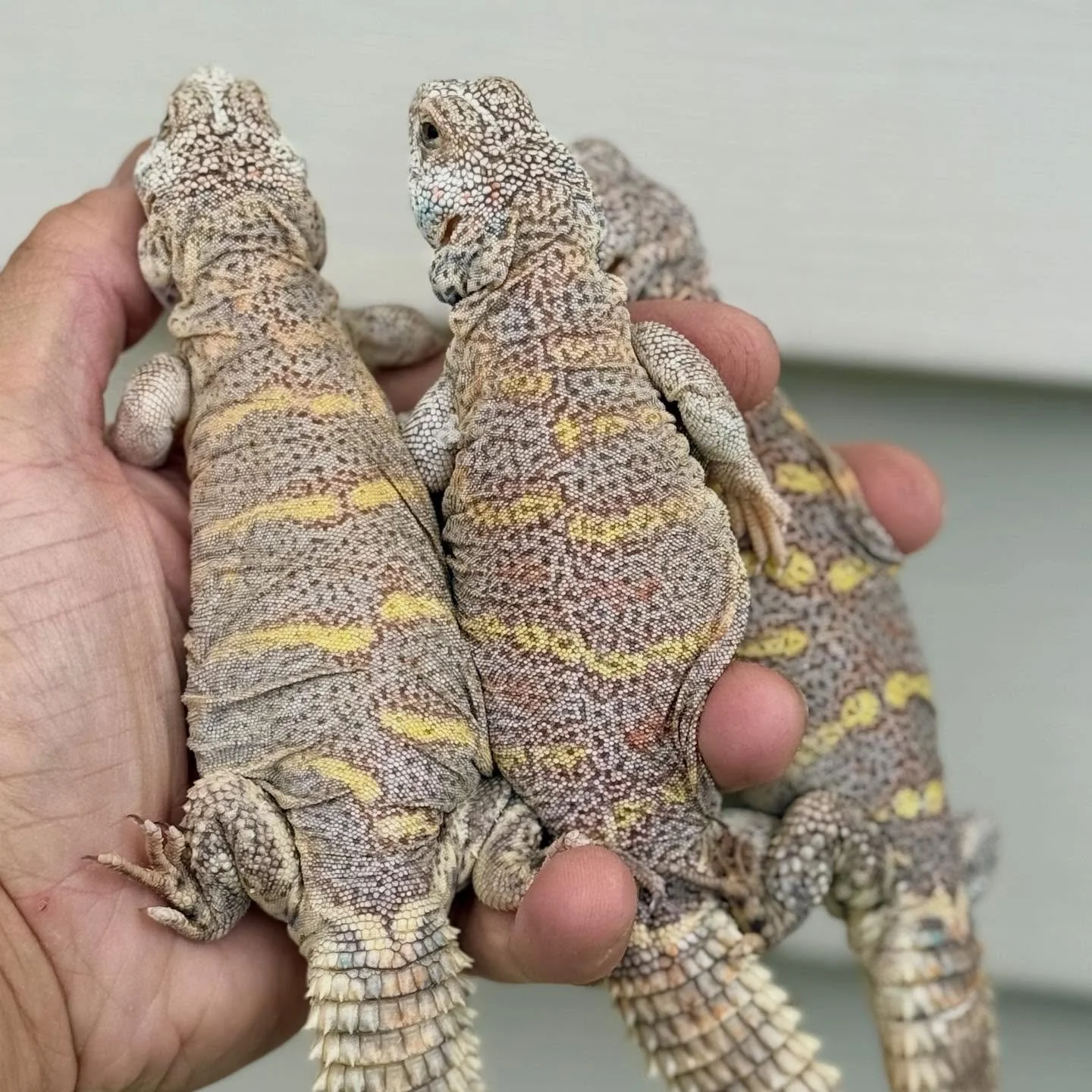 Some female and juvenile Ornate Uromastyx. #aridsonly #lizards #lizardsofinstagram #reptiles #reptilesofinstagram #uromastyx #uromastyxofinstagram #uromastyxornata #ornateuromastyx #herpetoculture