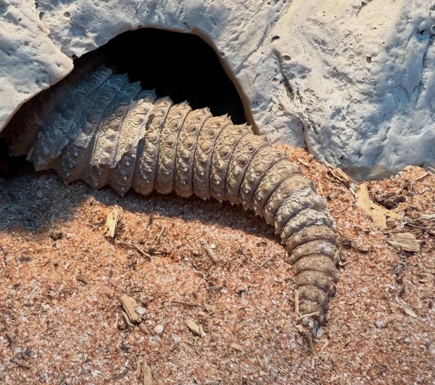 Dragon armor. #aridsonly #lizards #lizardsofinstagram #reptiles #reptilesofinstagram #saarahardwickii #saaraofinstagram #uromastyx #indianuromastyx #herpetoculture