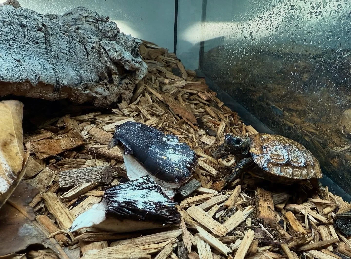 The Kinixys spekii youngsters got to mutilate some mushrooms today. Livin&rsquo; it up! 😂 #aridsonly #turtles #tortoises #hingebacktortoise #kinkxys #kinixysofinstagram #kinixysspekii #herpetoculture