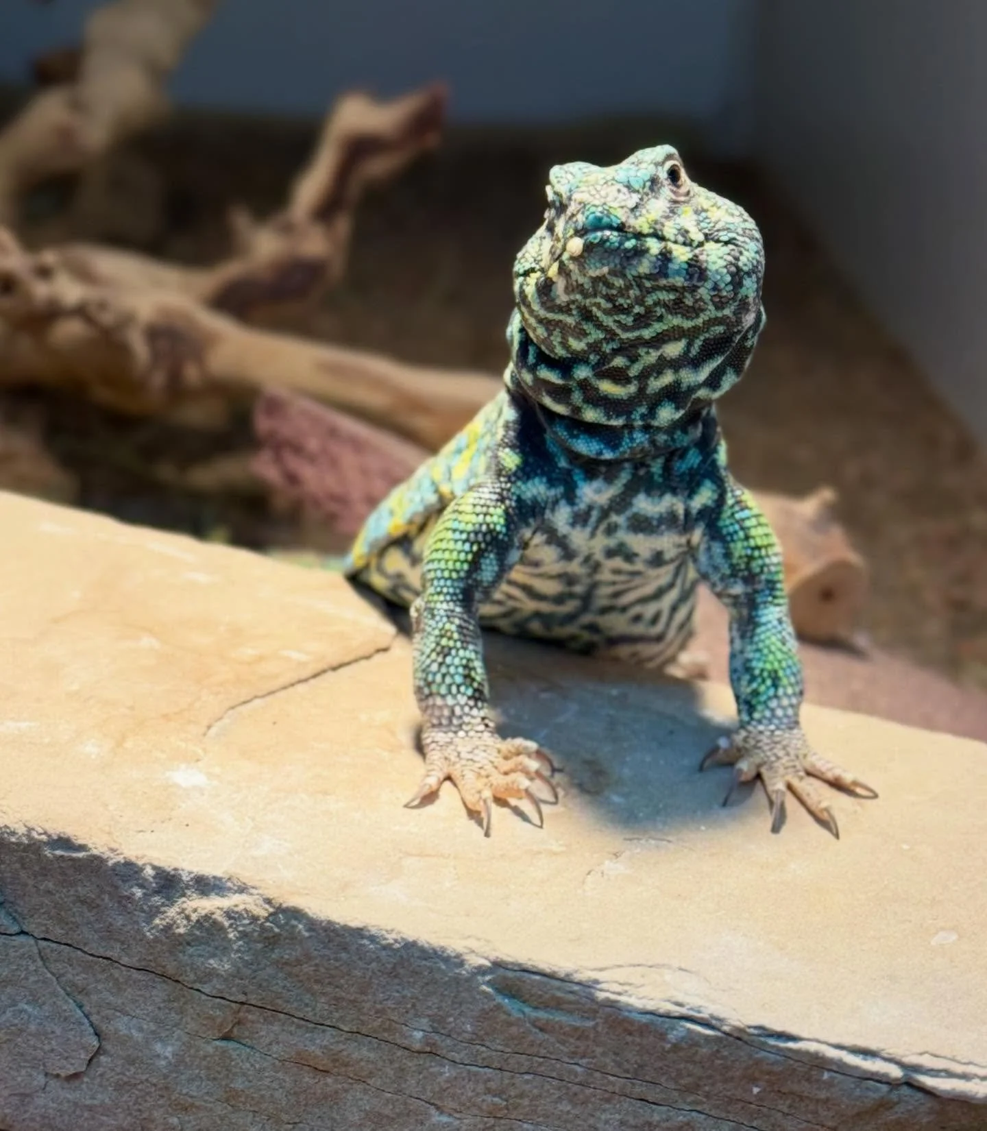 Gonna be a fun weekend! @allamericanreptileandplantexpo #aridsonly #lizards #lizardsofinstagram #reptiles #reptilesofinstagram #uromastyx #uromastyxofinstagram #herpetoculture