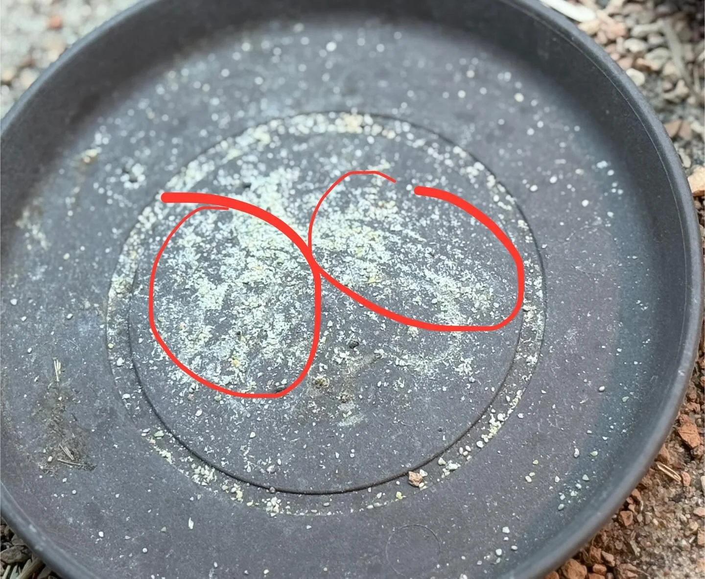 Our eyes are one of the sharpest tools we have for becoming better keepers. The red circles highlight claw marks, evidence of a lizard working with intent, scratching at the material to reach something it wants, in this case the last bits of Uro Grit