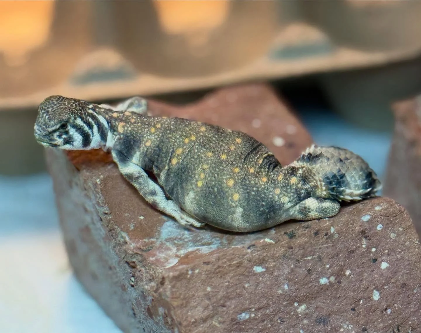 Unbothered, moisturized, in my lane, focused, thriving. 😂 U. Thomasi #aridsonly #lizards #lizardsofinstagram #reptiles #reptilesofinstagram #uromastyx #uromastyxofinstagram #uromastyxthomasi #omaniuromastyx #herpetoculture