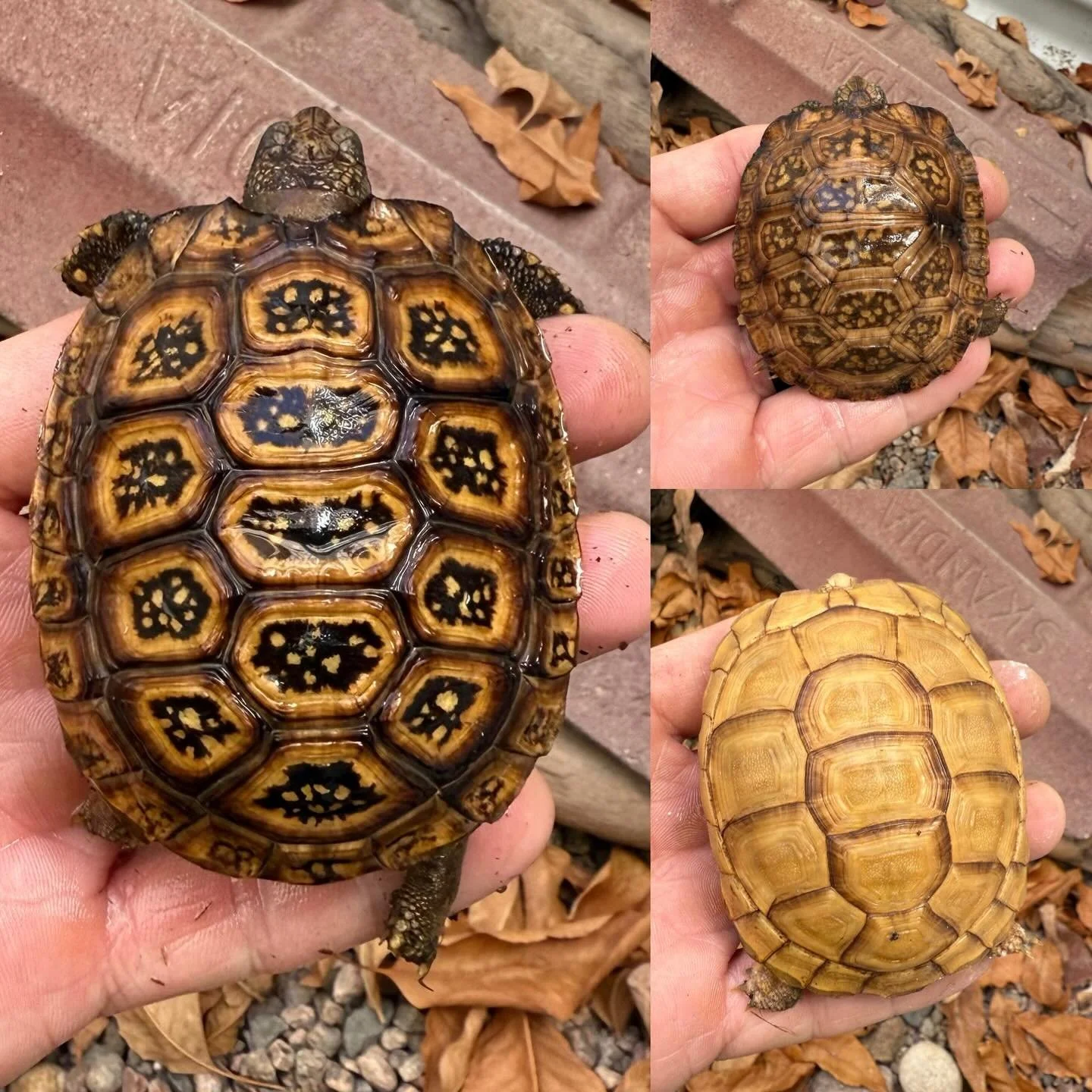 For those of us who keep with our hearts, the search for ways to offer our reptiles fun and joy is always alive. I often imagine &ldquo;enrichment&rdquo; as something intricate or specialized, but what matters most is starting small and showing up of