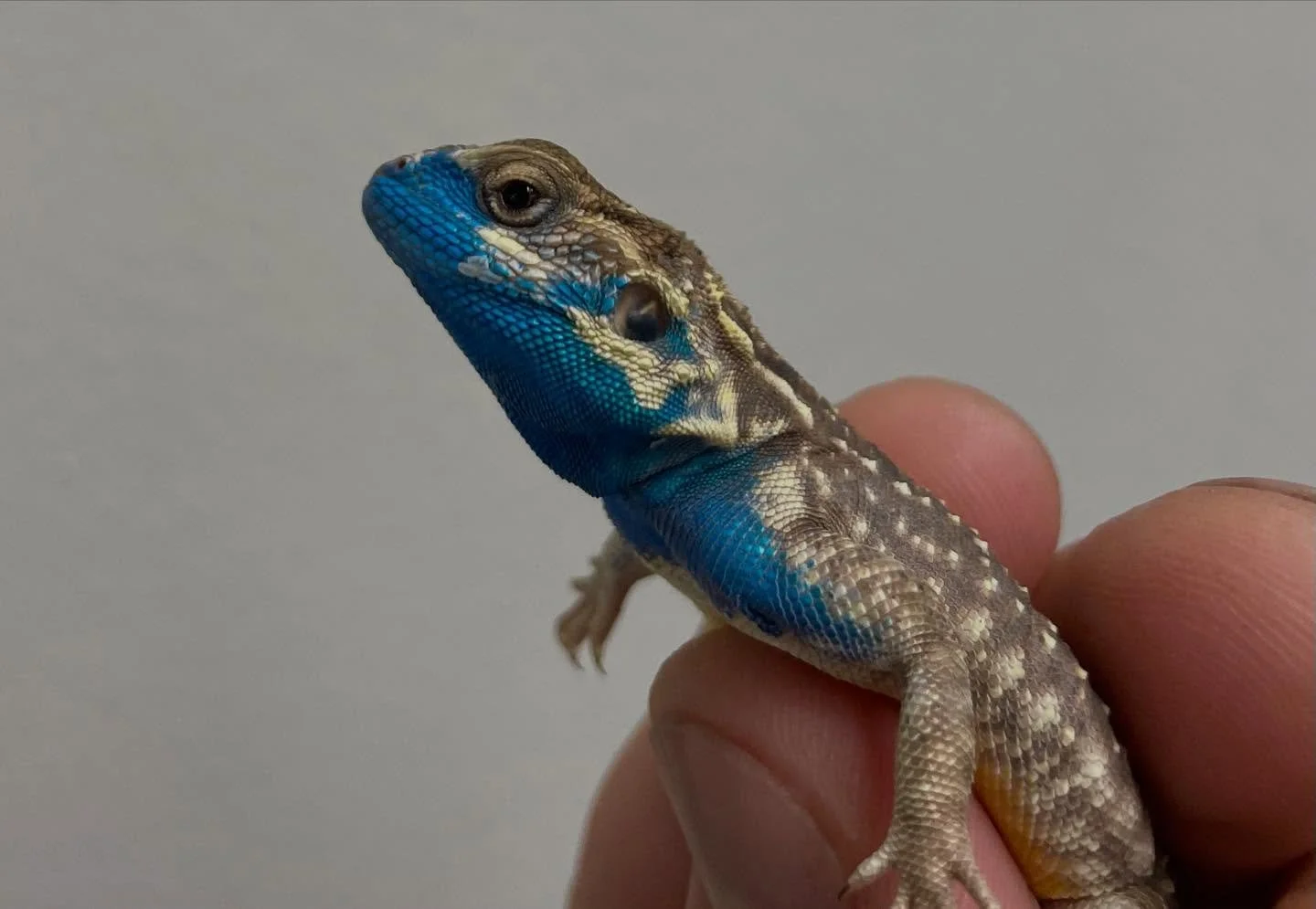 The sweet show off paint of the male Xenagama Taylori is something to behold. Shows up in a few seconds, disappears in a few seconds. Unreal! #aridsonly #lizards #xenagamataylori