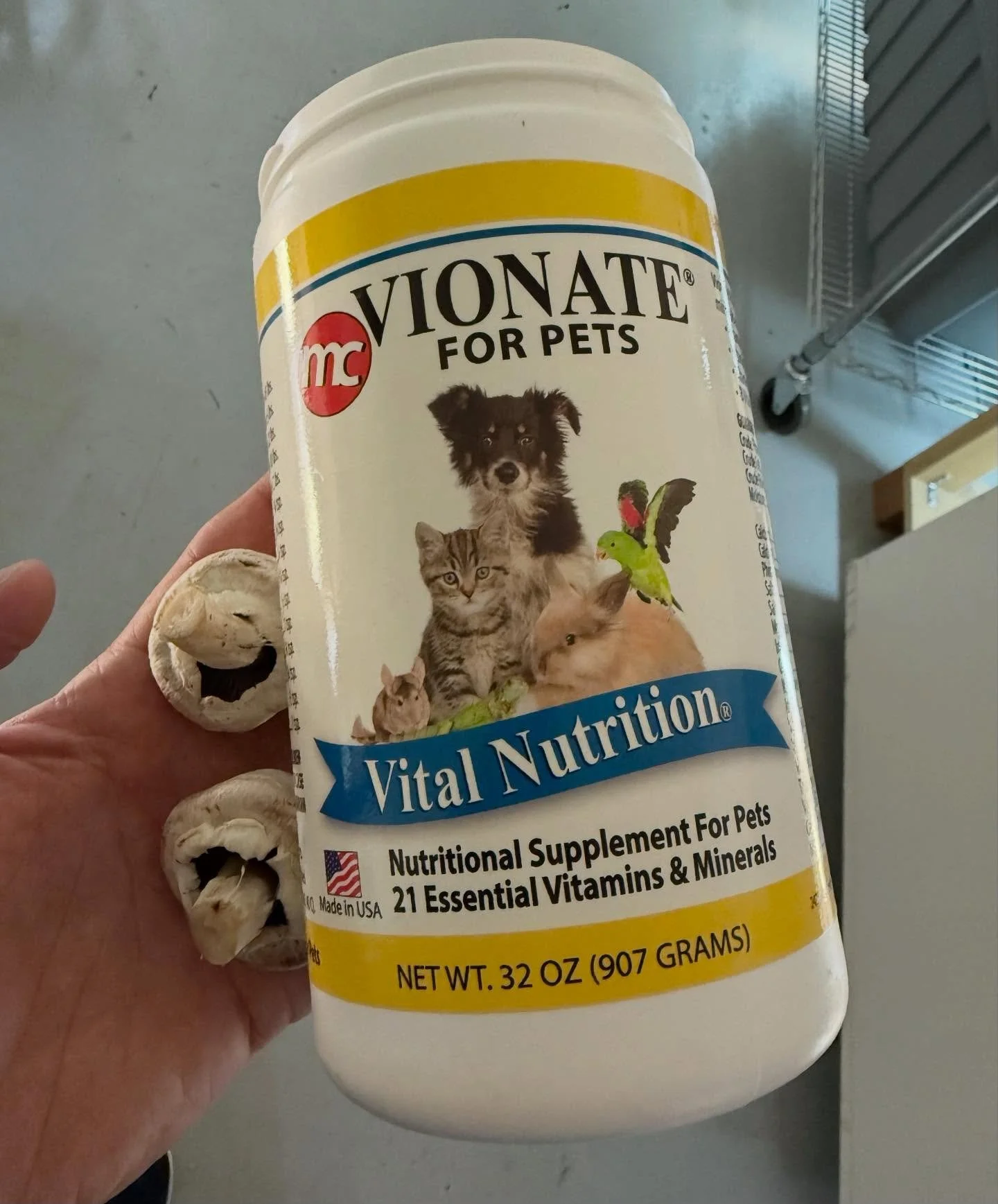 Step by step mushroom offering for a hatchling Speks Hingeback Tortoise. #aridsonly #tortoises #kinkxysspekii