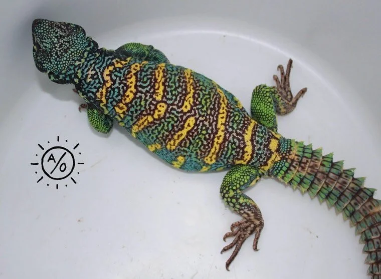 Ornate Uromastyx; magnificent, arabesque, saturated. #aridsonly #lizards #uromastyxofinstagram
