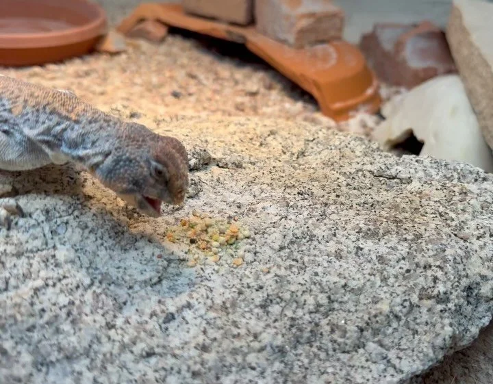 Stock up on Uro Grit! Black Friday 10% off going through Monday! www.uro-grit.com and there&rsquo;s a link in my bio! #aridsonly #lizards #reptiles