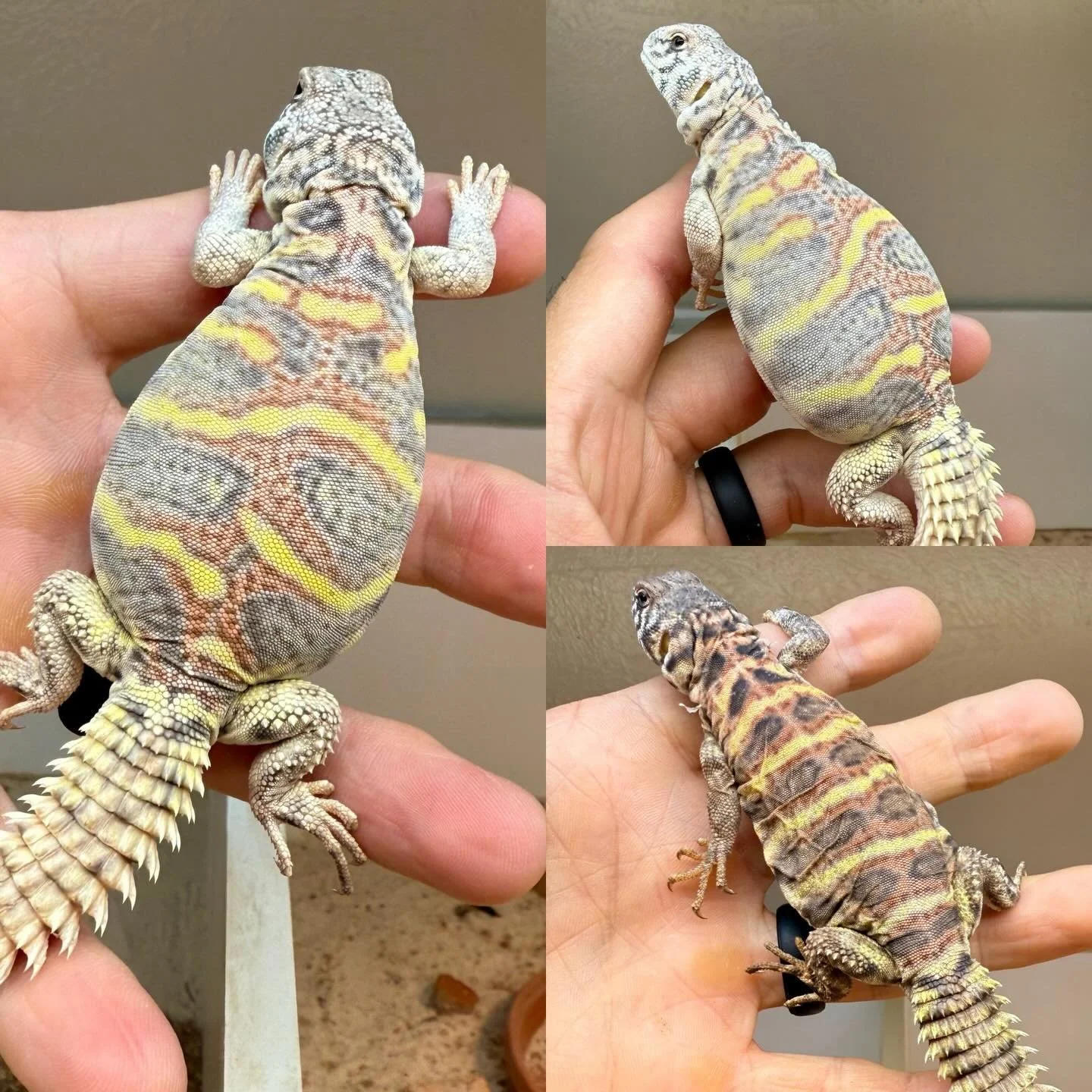 Absolutely killer 1.1 Unrelated U. Ornata are up on Morph Market. One of a very small number of unrelated pairs I&rsquo;ll be selling this year. @morphmarket #aridsonly #uromastyx #lizards
