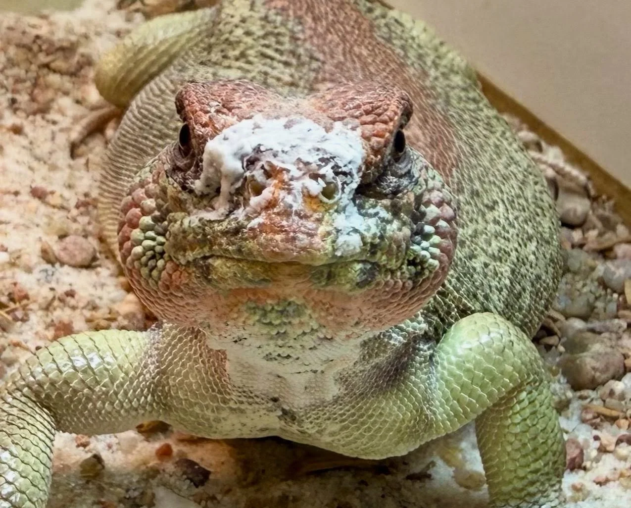A friendly reminder that Uromastyx (and Chuckwallas and Iguanas and other lizards) excrete salt through their noses. No need to panic or intervene 😎🤣 #aridsonly #lizards #uromastyx