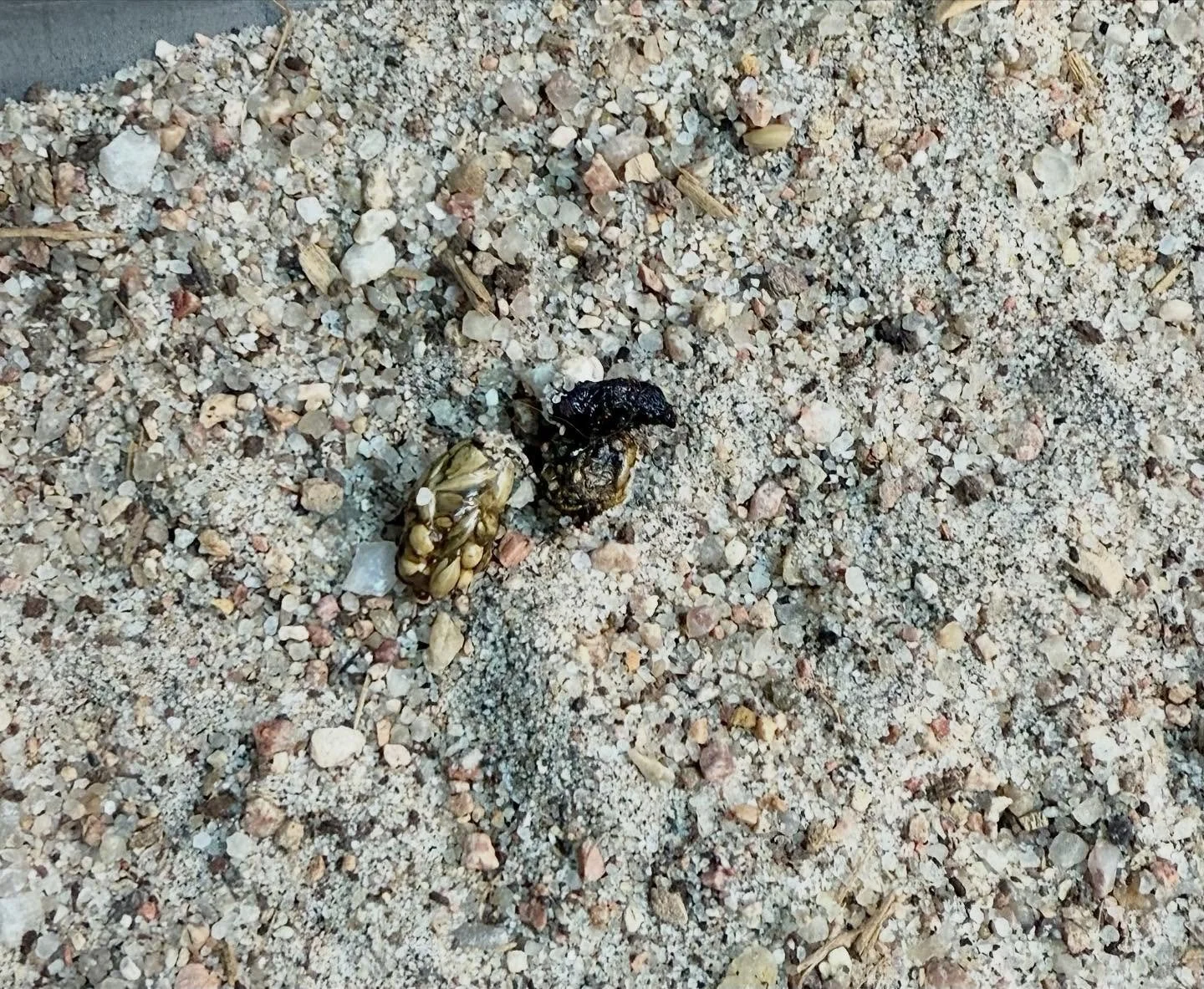 Roughage is one of the most overlooked aspects of reptile diets in herpetoculture. Many lizards take in far more fiber (seeds, seed pods, dry plant matter) than is typically offered in captivity. Adding structured roughage supports gut health, better