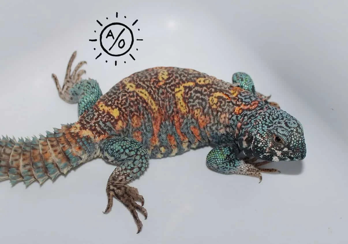 Blue and Orange form U. Ornata. These guys just get better with time. #aridsonly #ornateuromastyx #herpetoculture