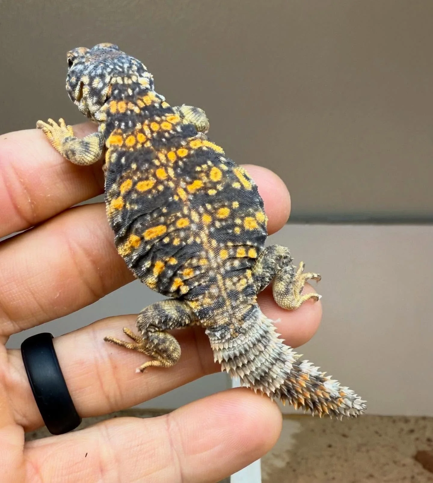 Super stunner of a CB male Red Geyri, hatched here this summer. Just listed to @morphmarket #aridsonly #lizards #uromastyx