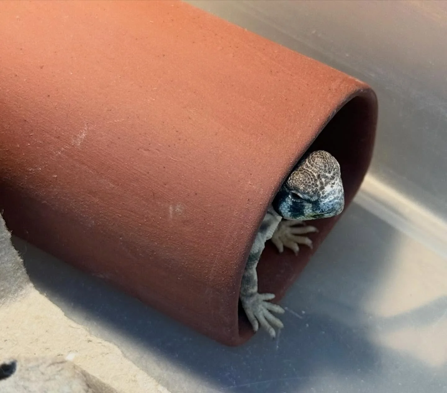 Scenes from farm. #aridsonly #lizards #uromastyx