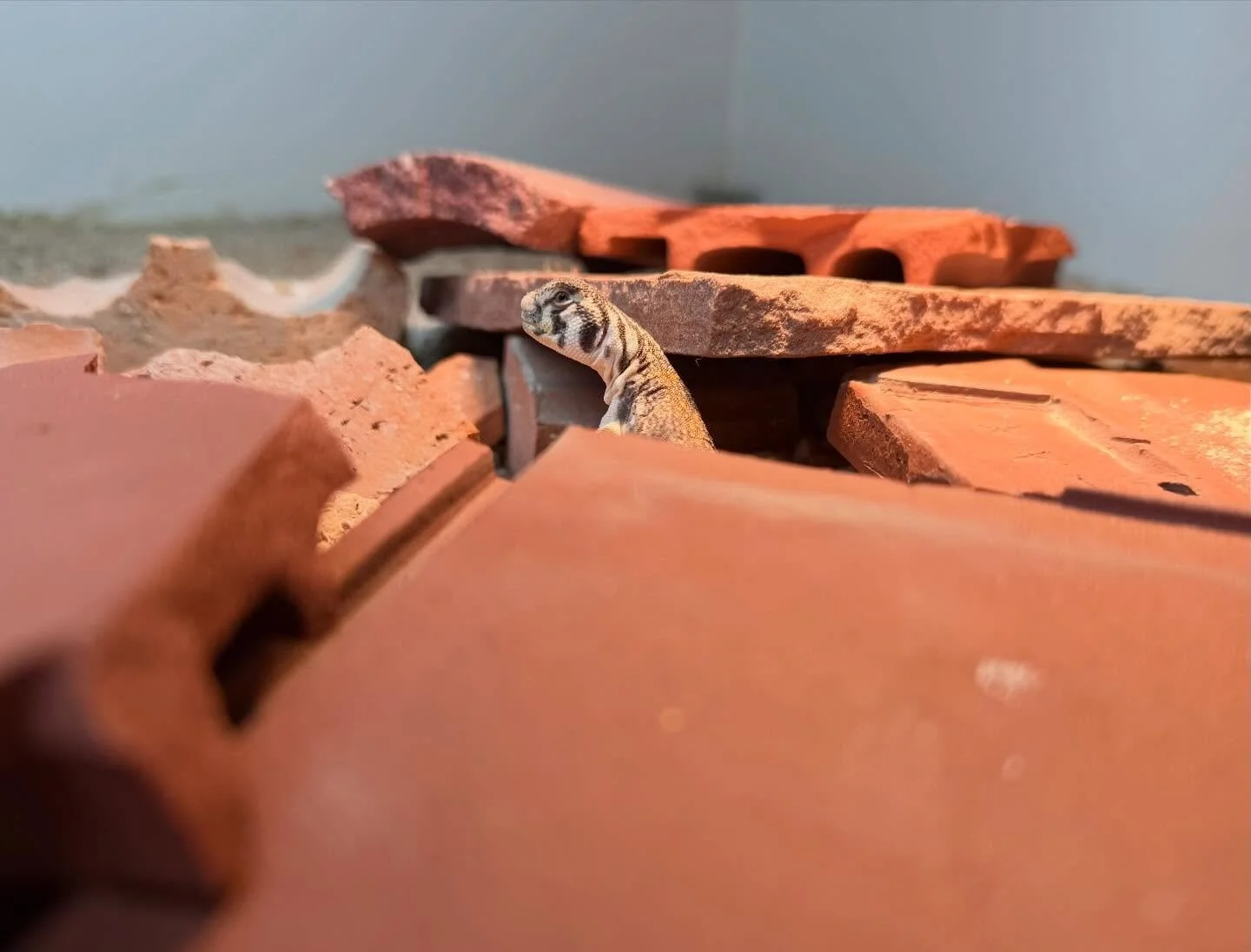 Terracotta labyrinth-
a small cranium lifts to the heat,
stone learns how to breathe. #aridsonly #urohaiku #herpetoculture