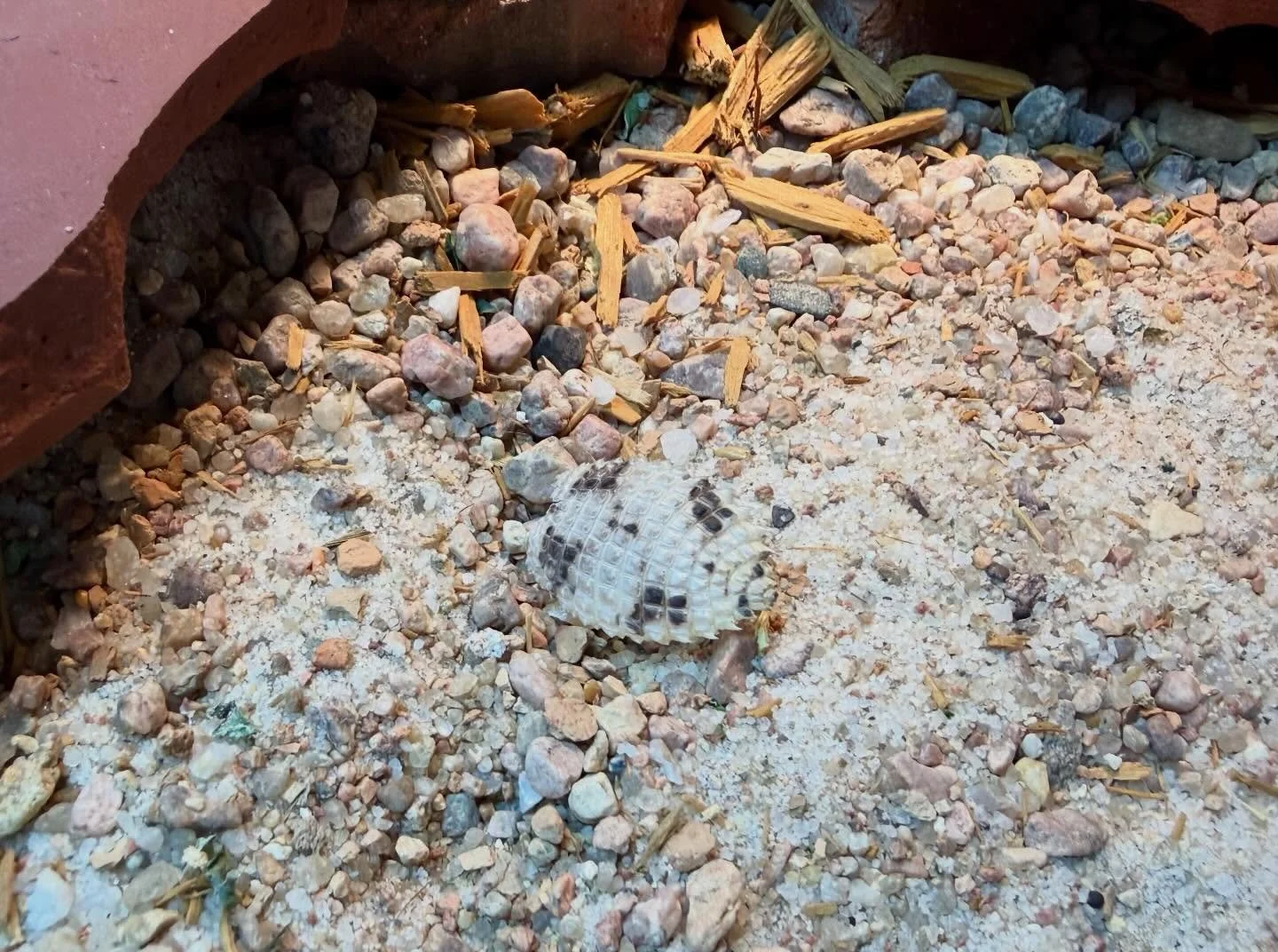 Uromastyx thomasi tail shed. It&rsquo;s so neat when it comes off clean this way. #aridsonly #uromastyx #herpetoculture