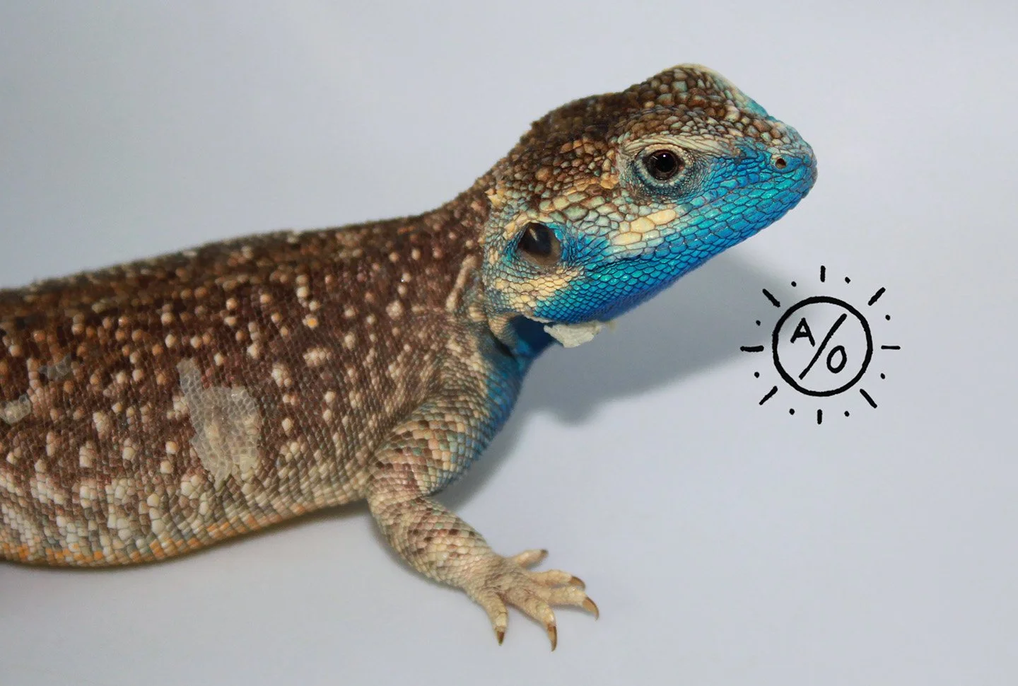 A close-up of a colorful Xenagama with brown, green, and bright blue scales, positioned on a white surface.
