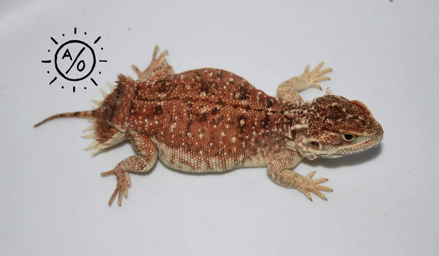 A young Uromastyx princeps on a white surface with a handwritten-style sun icon containing a percentage sign nearby.