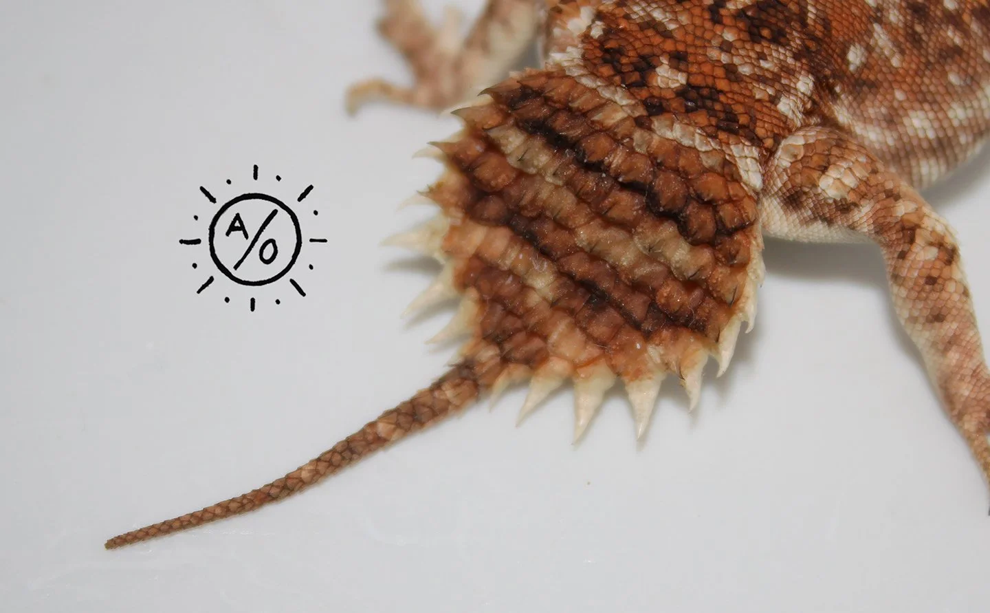 Close-up of a Uromastyx princeps' tail and back, showing textured, patterned scales.